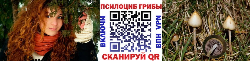 маркетплейс состав  купить   Новоалтайск  Галлюциногенные грибы мицелий 